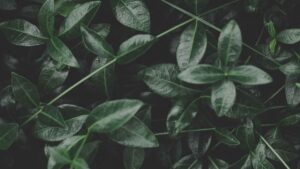 tianeptine vs kratom