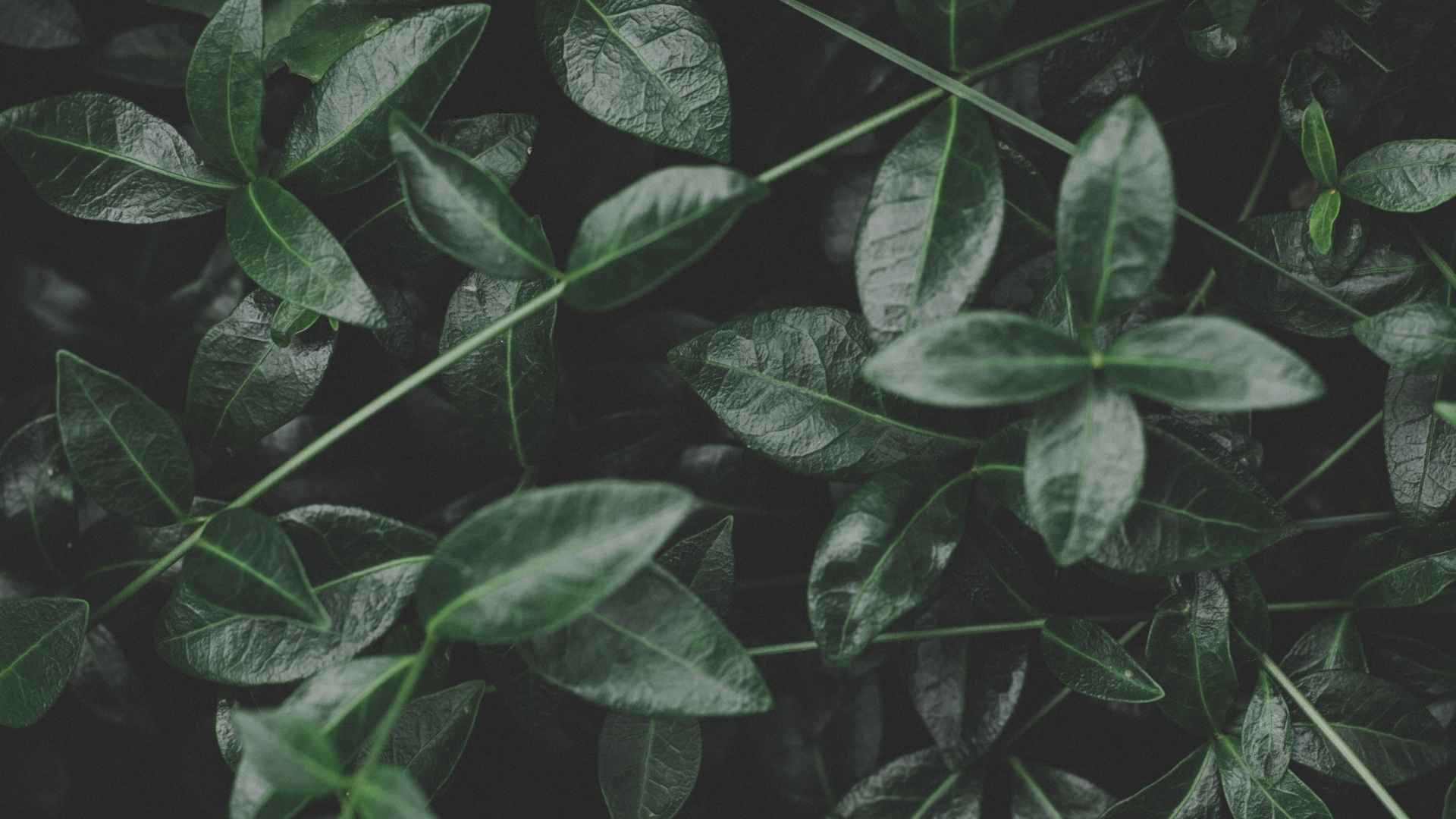 tianeptine vs kratom