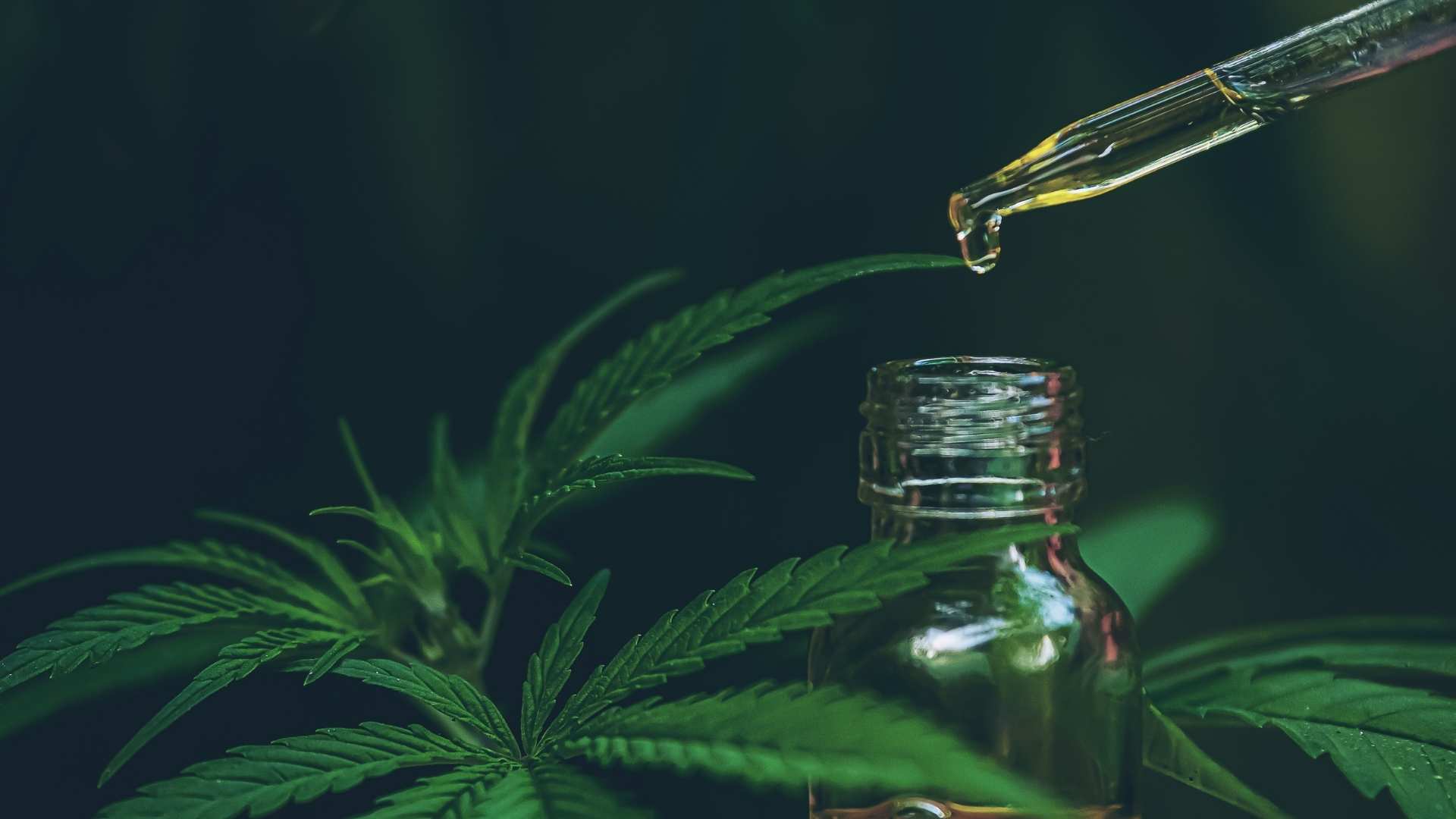 kratom vs cbd